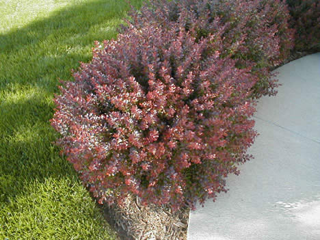 Picture of Crimson Pygmy Barberry