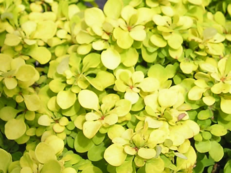 Picture of Bonanza Gold Barberry