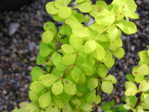 Picture of Dwarf Golden Barberry