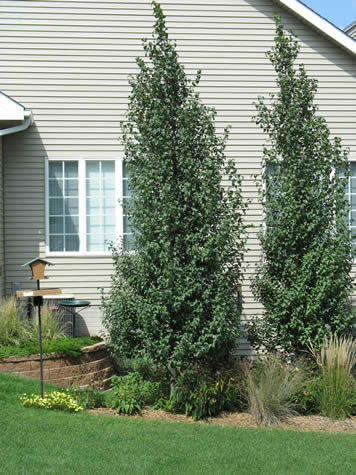 Picture of Dakota Pinnacle Asian Birch