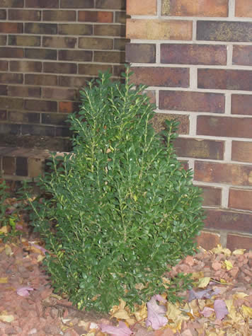 Picture of Green Mountain Boxwood