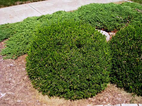 Picture of Green Velvet Boxwood