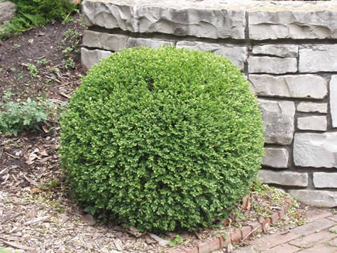 Picture of Wintergreen Boxwood