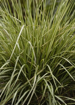 Picture of Avalanche Feather Reed Grass