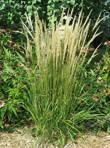 Picture of Karl Foerster Feather Reed Grass