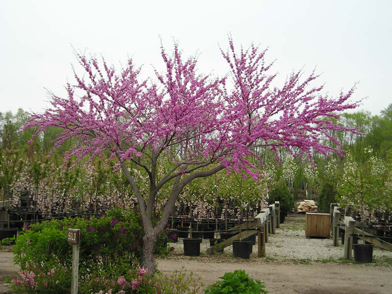 Picture of Redbud