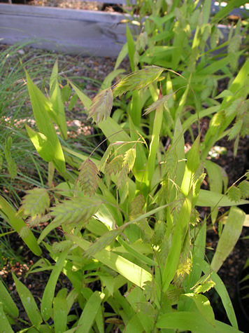 Picture of Northern Sea Oats