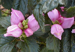 Picture of Hot Lips Pink Turtlehead