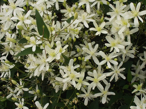 Picture of Sweet Autumn Clematis