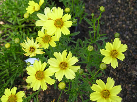 Picture of Creme Brulee Coreopsis (Tickseed)