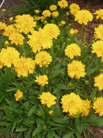 Picture of Early Sunrise Coreopsis (Tickseed)