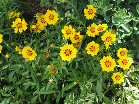 Picture of Sterntaler Coreopsis (Tickseed)