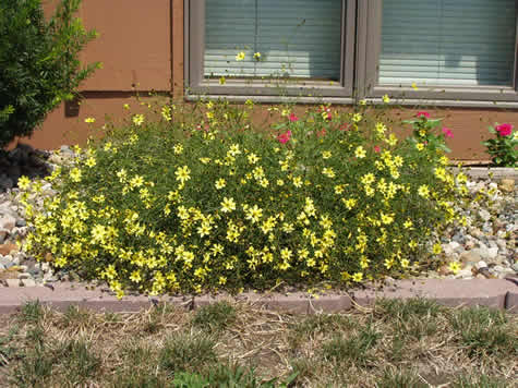 Picture of Moonbeam Coreopsis (Tickseed)