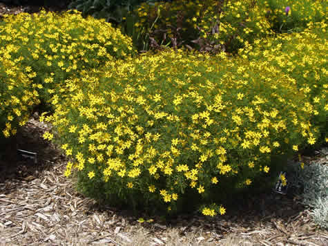 Picture of Zagreb Coreopsis (Tickseed)