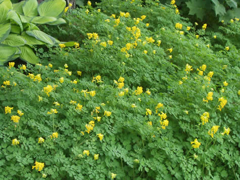 Picture of Corydalis