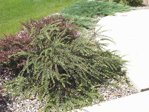 Picture of Cranberry Cotoneaster