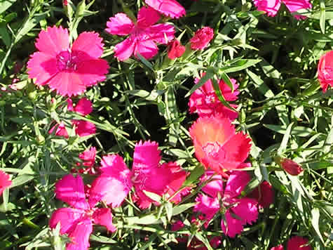 Picture of Zing Rose Dianthus (Maiden Pink)