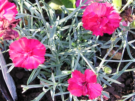 Picture of Frosty Fire Dianthus (Garden Pink)