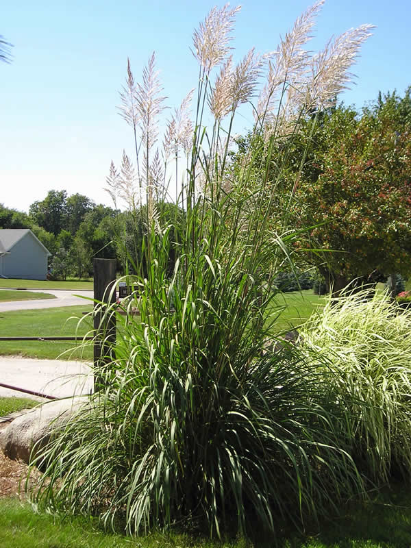 Picture of Hardy Pampas Grass