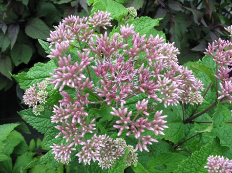 Picture of Little Joe Pye Weed