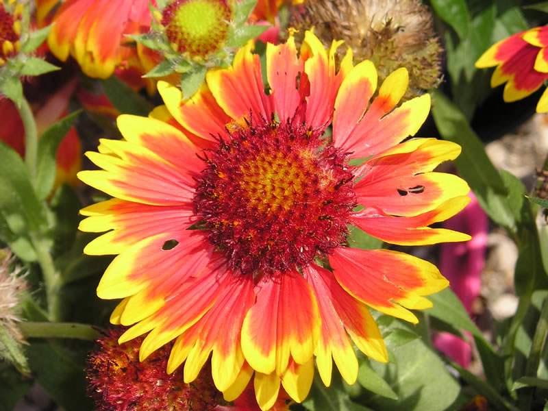 Picture of Goblin Blanket Flower