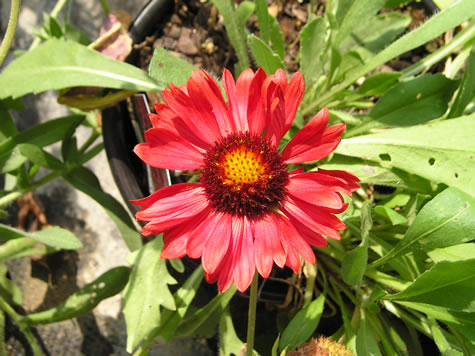 Picture of Burgundy Blanket Flower