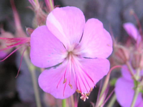 Picture of Karmina Geranium