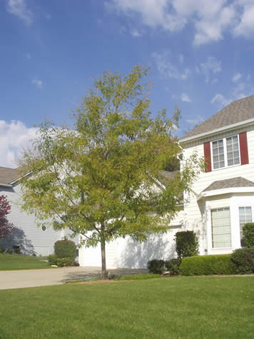 Picture of Skyline Honey Locust