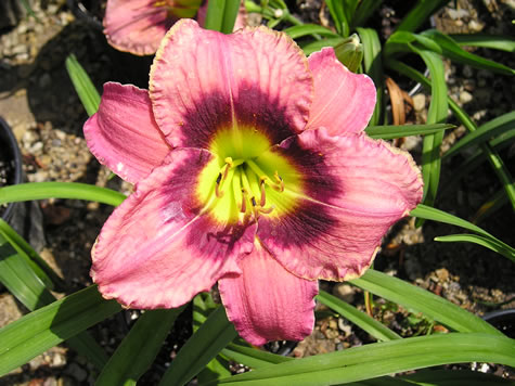 Picture of Always Afternoon Daylily