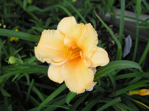 Picture of Apricot Sparkles Daylily