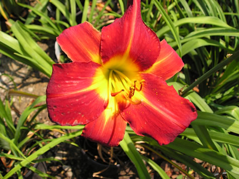 Picture of Baja Daylily