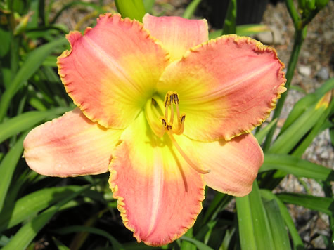 Picture of Bertie Ferris Daylily
