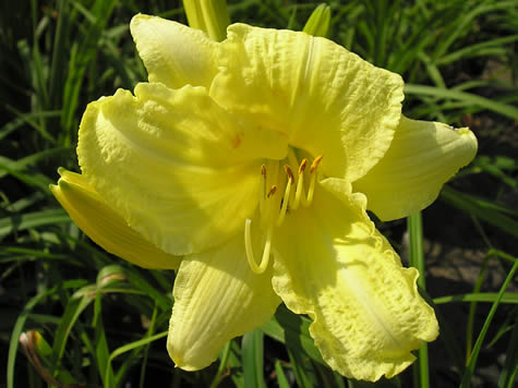 Picture of Going Bananas Daylily