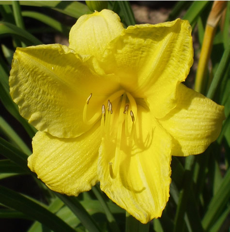 Picture of Happy Returns Daylily