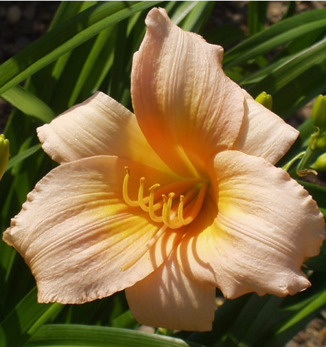 Picture of Mini Pearl Daylily