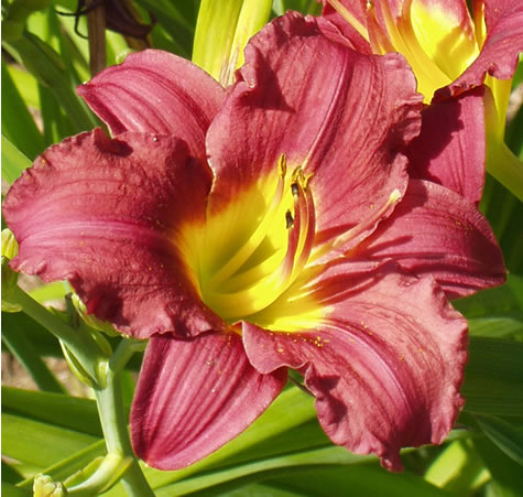 Picture of Pardon Me Daylily