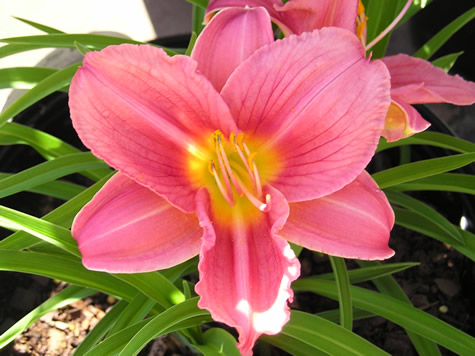 Picture of Rosy Returns Daylily