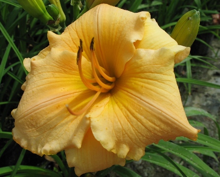 Picture of Spanish Glow Daylily