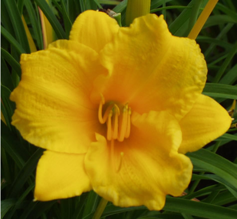 Picture of Stella de Oro Daylily