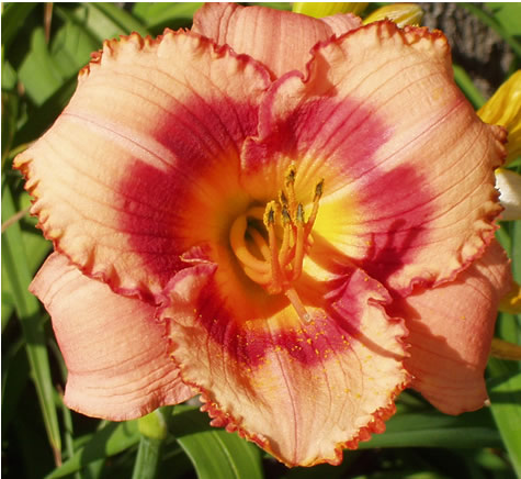 Picture of Strawberry Candy Daylily