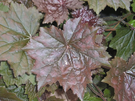 Picture of Palace Purple Coral Bells