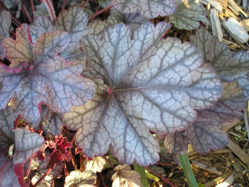 Picture of Silver Scrolls Coral Bells