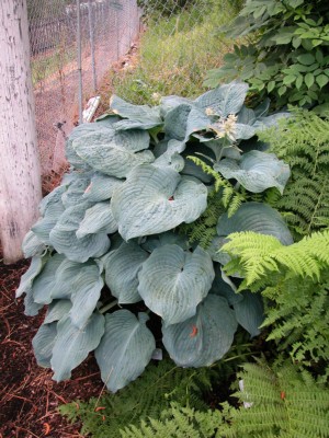 Picture of Blue Angel Hosta