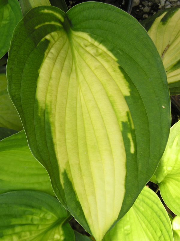 Picture of Captain Kirk Hosta