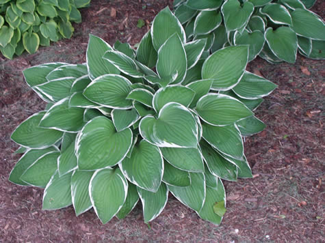 Picture of Francee Hosta