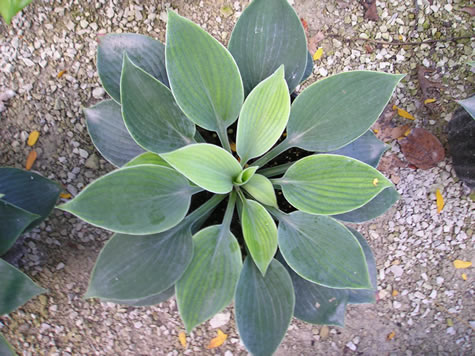 Picture of Hadspen Blue Hosta