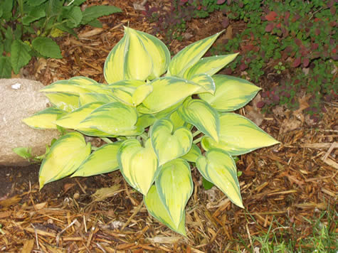 Picture of June Hosta