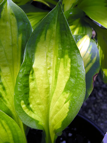 Picture of Little Sunspot Hosta