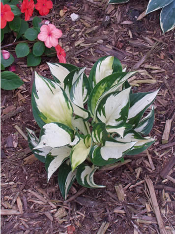Picture of Loyalist Hosta