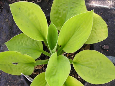 Picture of Maui Buttercups Hosta